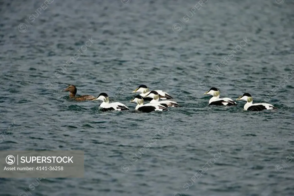 eider female being pursued by six males somateria mollissima unst, shetland, uk. may