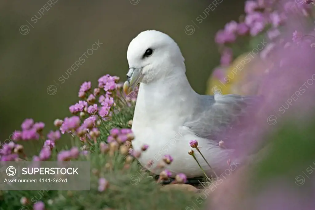 fulmar on cliff among thift fulmarus glacialis fowlsheugh rspb reserve, uk. 