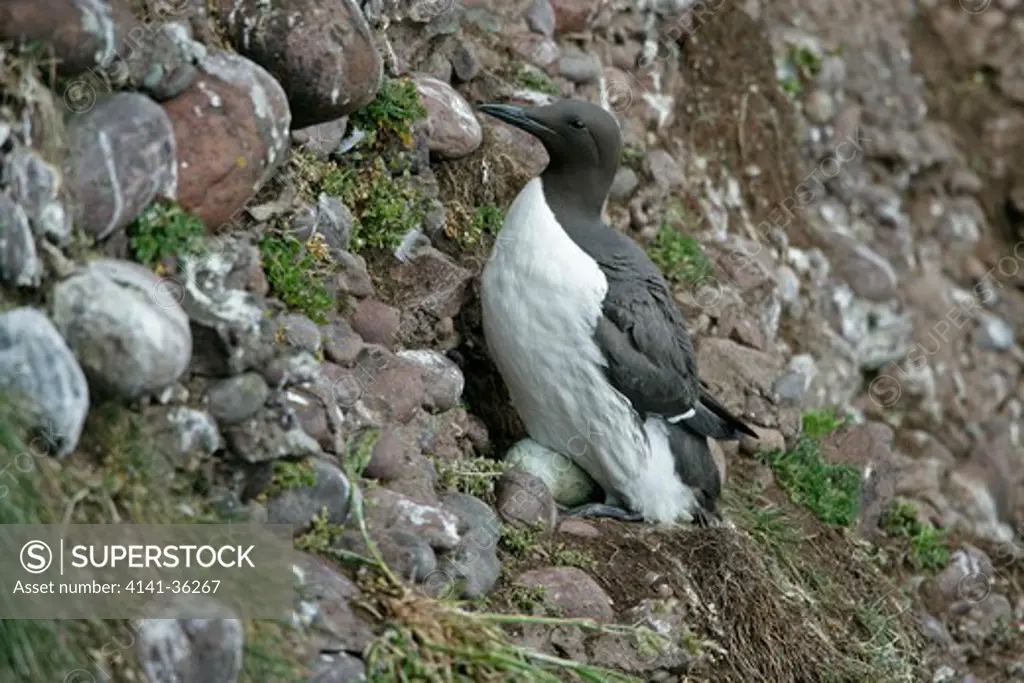 guillemot at nest with egg on cliff uria aalge fowlsheugh rspb reserve, uk. may 
