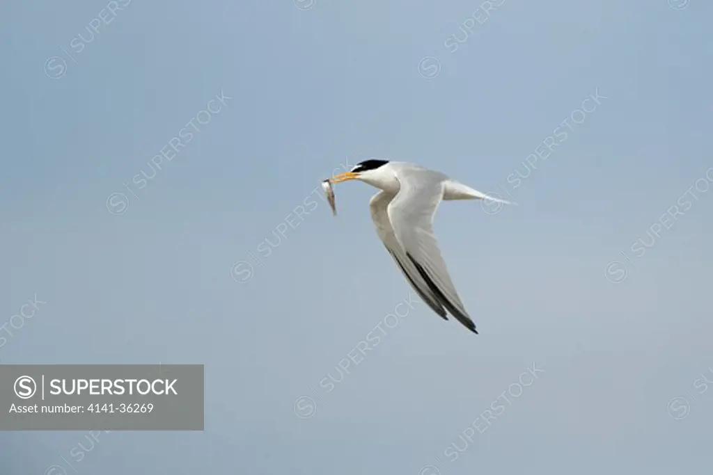 little tern in flight with fish sterna albifrons uk. june