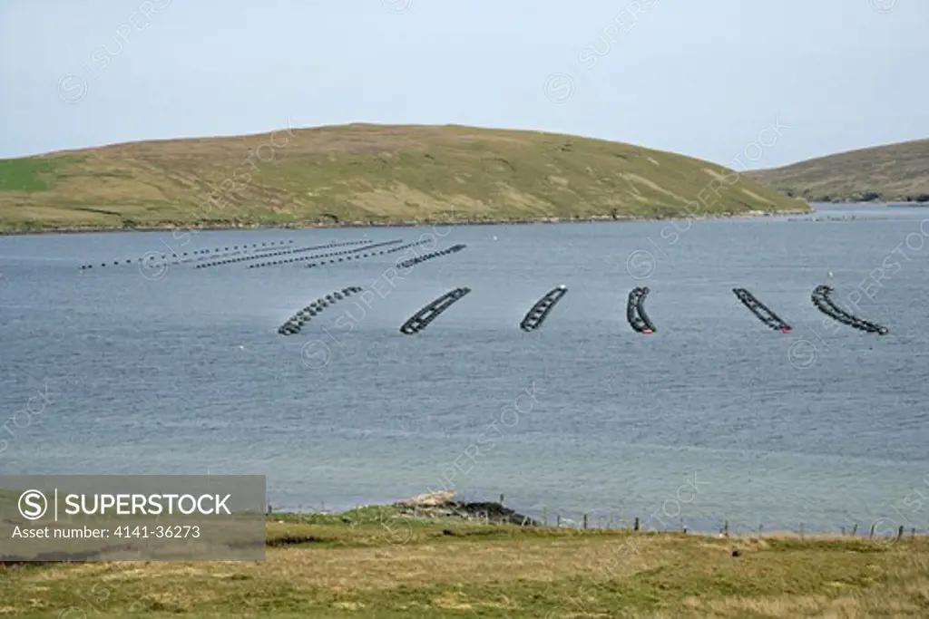 mussel farming yell, shetland, uk. june 