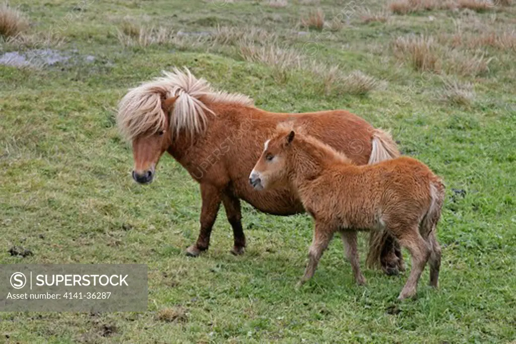 shetland pony mare and foal equus caballus unst, shetland, uk. june