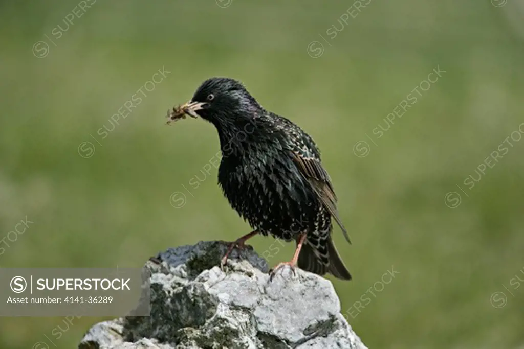 starling with prey sturnus vulgaris fetlar, shetland, uk. june