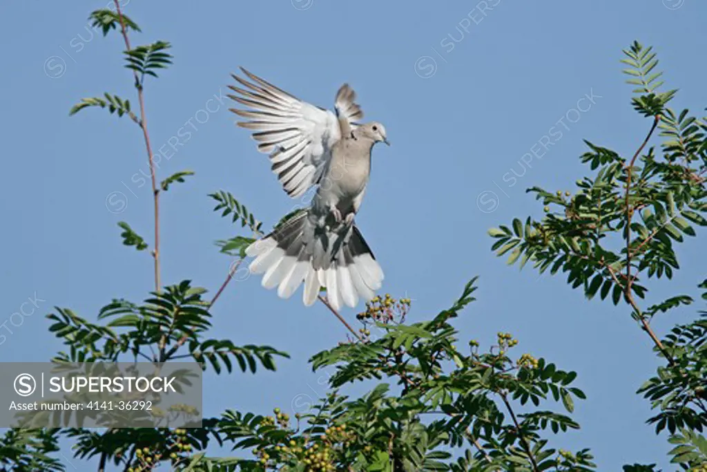 collared dove streptopelia decaocto taking flight from tree essex, uk. june