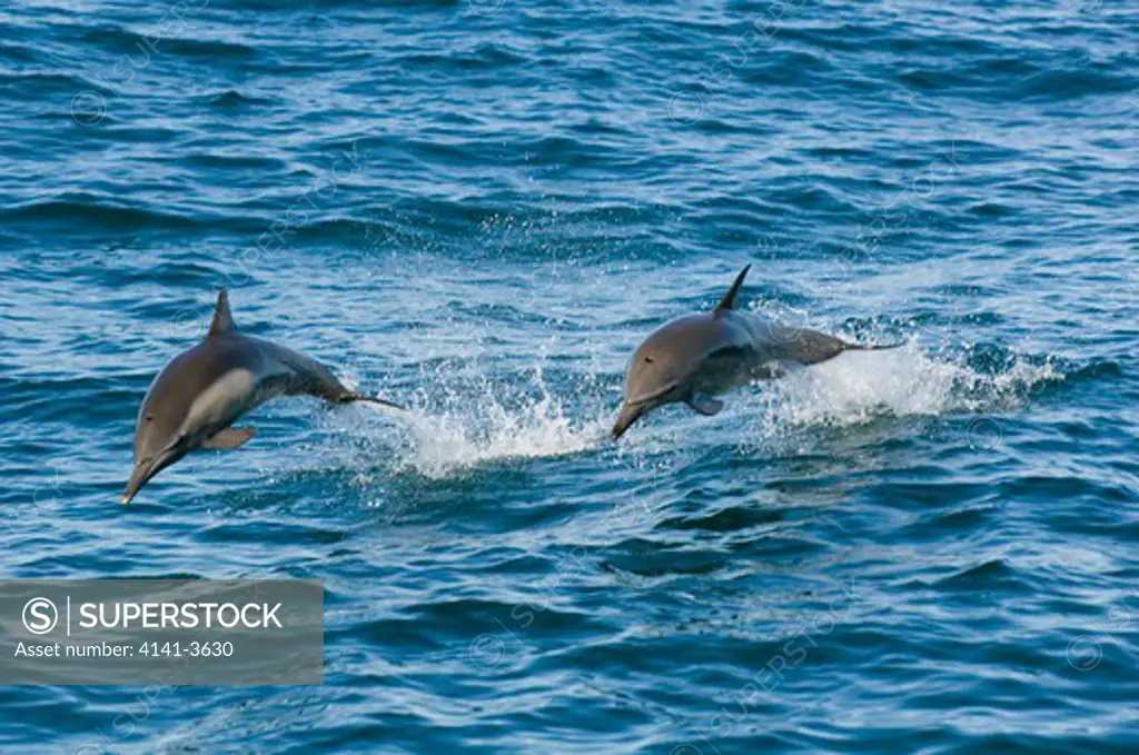 long-beaked common dolphin delphinus capensis sea of cortes, baja california, mexico