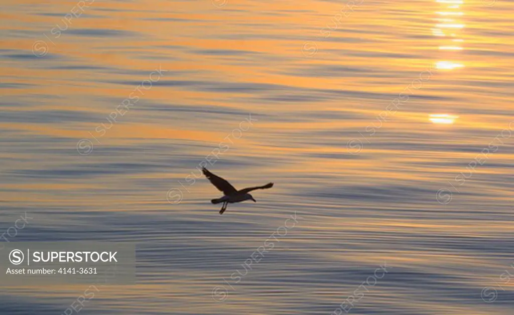 yellow-footed gull larus livens in flight at sunrise sea of cortes, baja calif., mexico