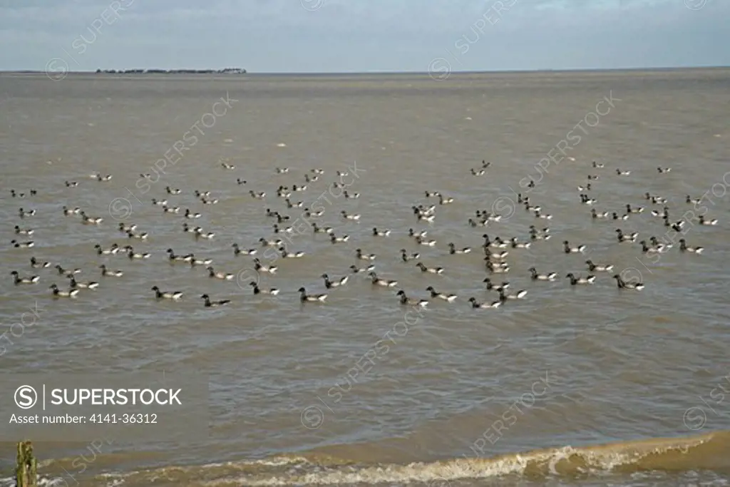 brent goose branta bernicla flock on sea at high tide whitstable bay, kent, uk. january 
