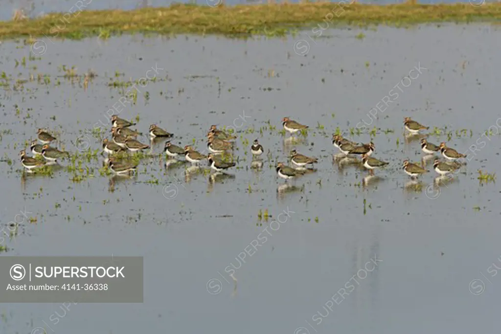 lapwing vanellus vanellus group resting on flooded fields ouse washes november 