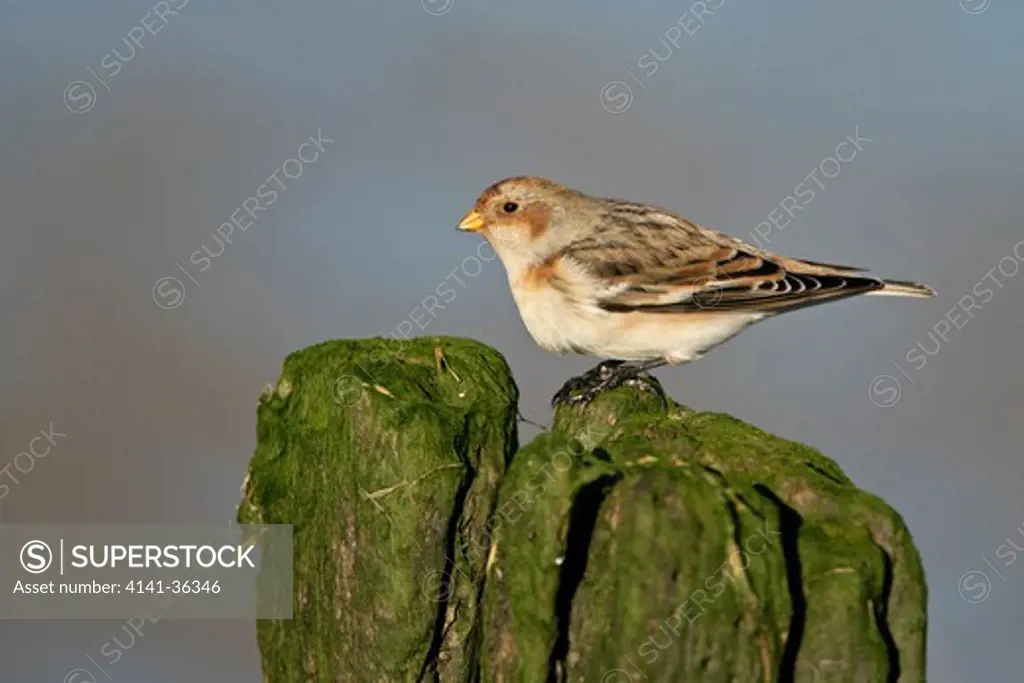 snow bunting plectrophenax nivalis perched on old groyne post on beach in winter plumage whitstable bay, kent december 