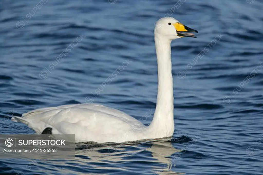 whooper swan cygnus cygnus calling while swimming welney wwt reserve, uk november 