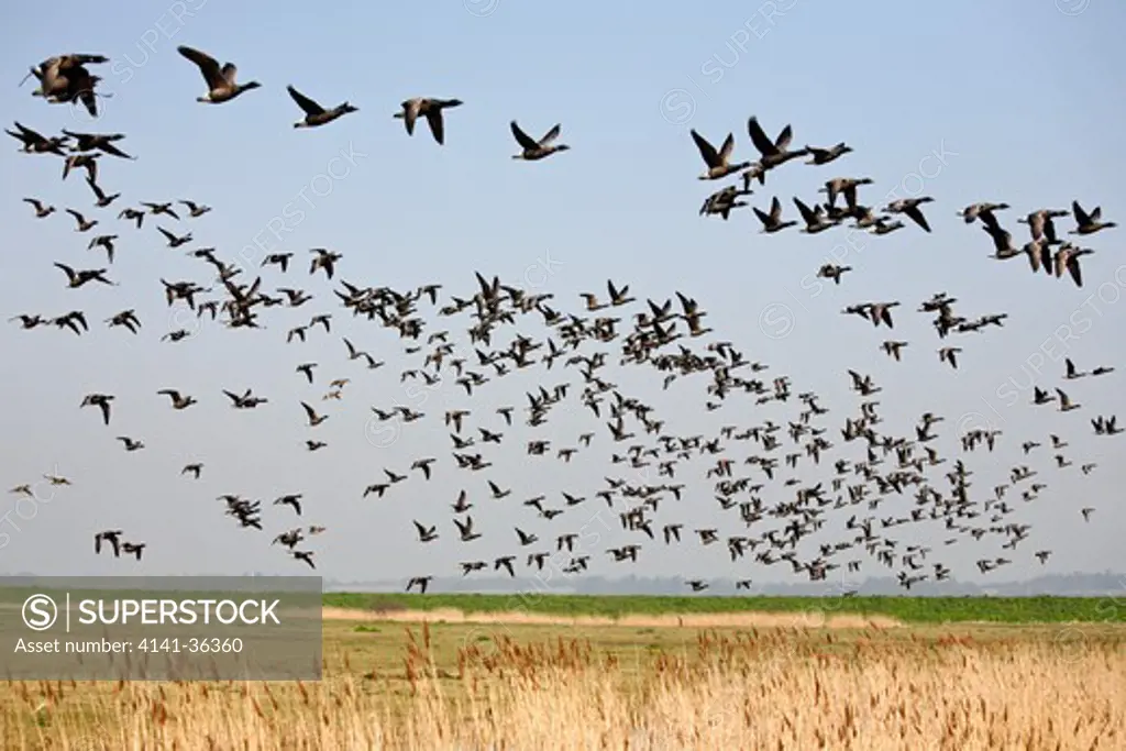 brent geese branta bernicla flock in flight east mersea island, uk