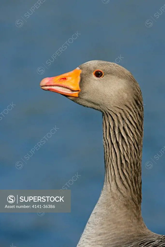 greylag goose anser anser close-up essex, uk march