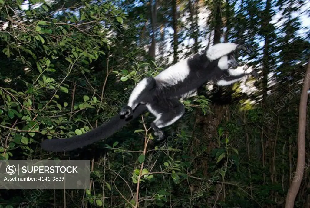 black and white lemur varecia variegata leaping mantadia national park, madagascar