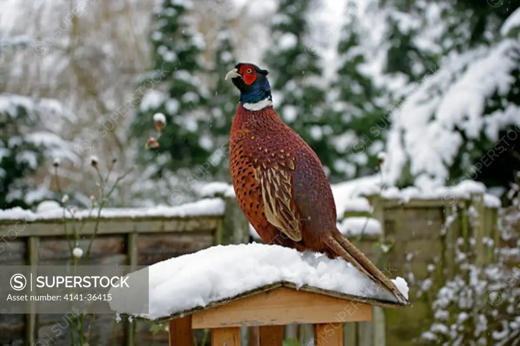 pheasant phasianus colchicus perched on roof of bird table in snow in garden essex, uk february