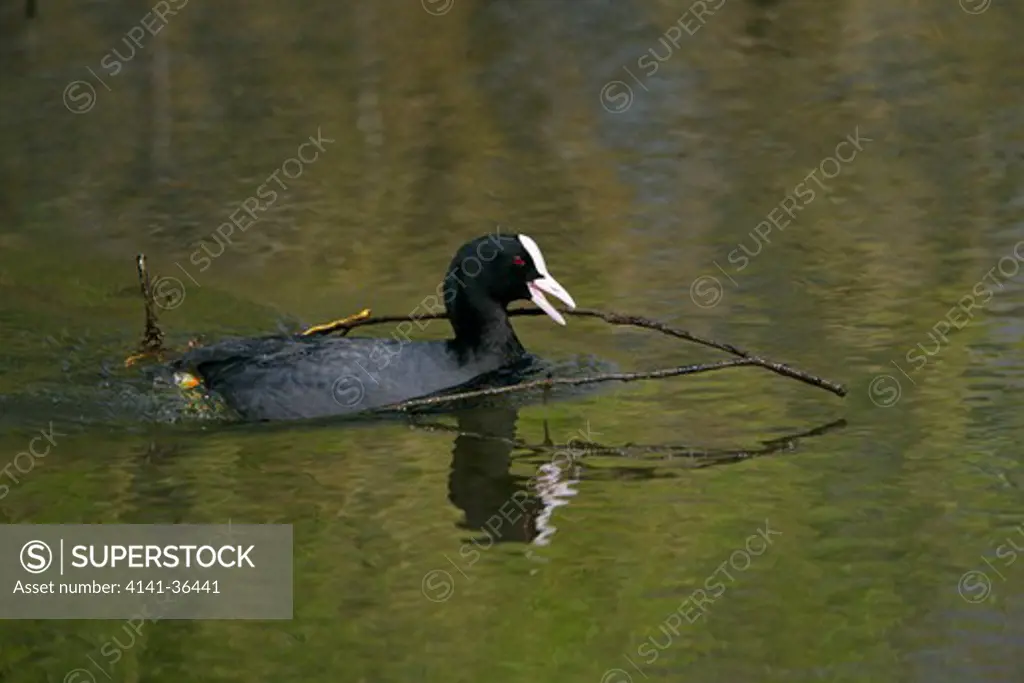 coot fulica atra swimming with nesting material essex, uk may