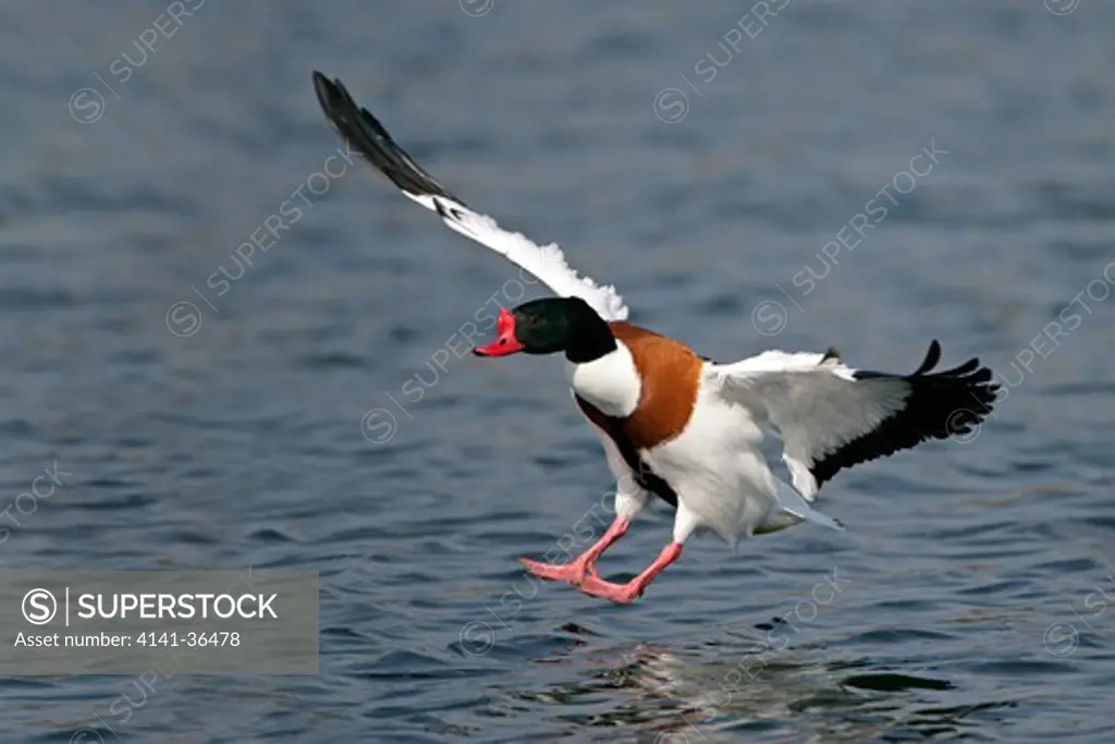 shelduck tadorna tadorna male landing on lake norfolk march