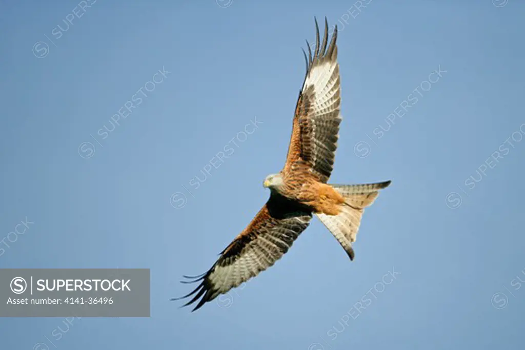 red kite milvus milvus in flight wales october