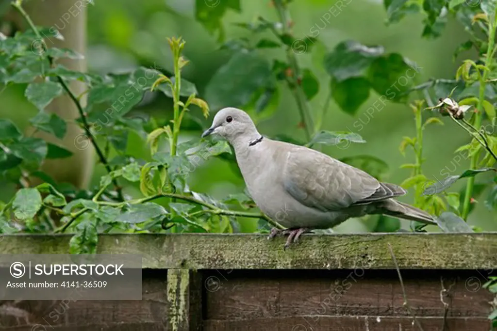 collared dove streptopelia decaocto on garden fence essex july