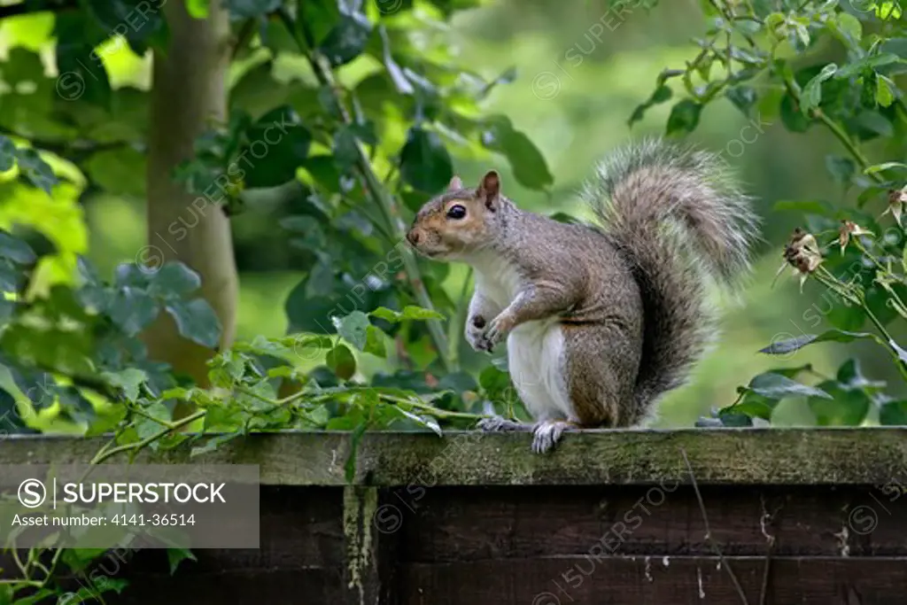 grey squirrel sciurus carolinensis on garden fence essex june