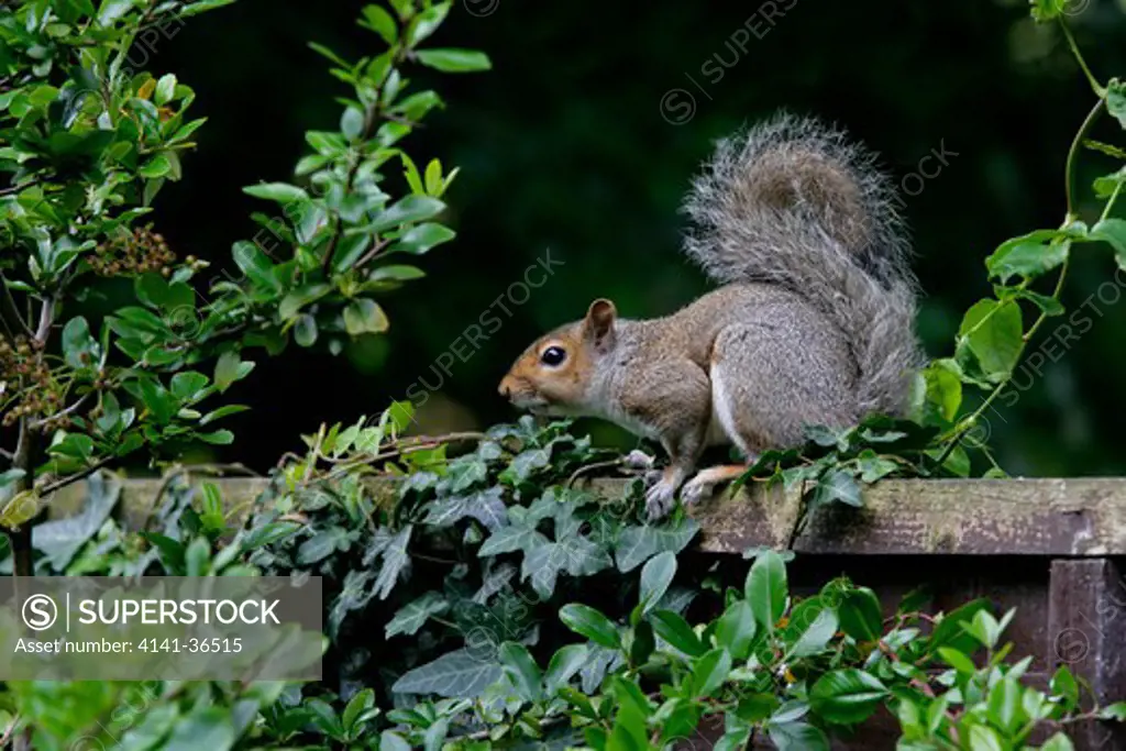 grey squirrel sciurus carolinensis on garden fence essex june