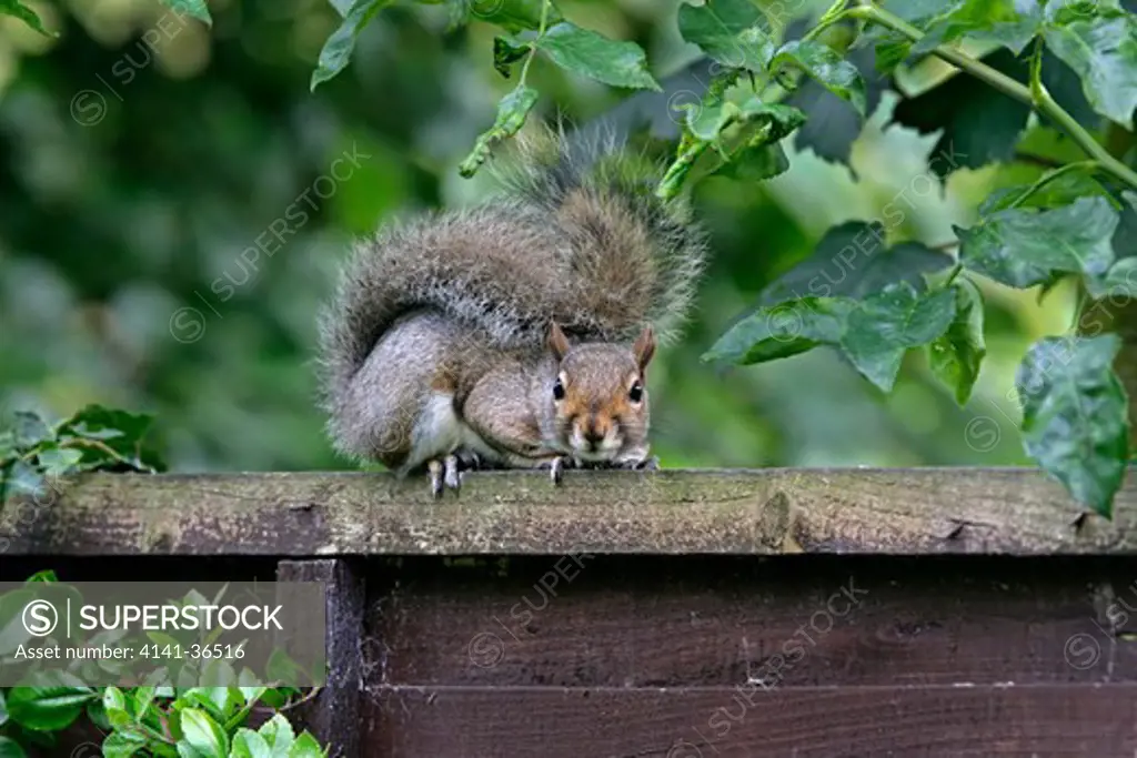 grey squirrel sciurus carolinensis crouching on garden fence essex june