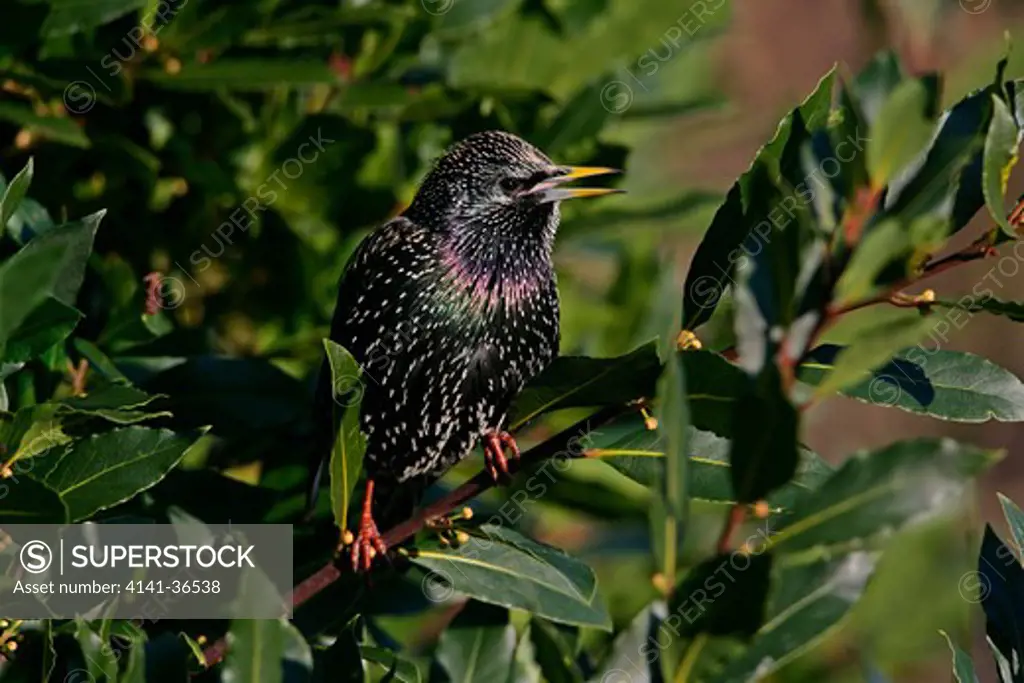 starling sturnus vulgaris singing in bay tree essex garden february