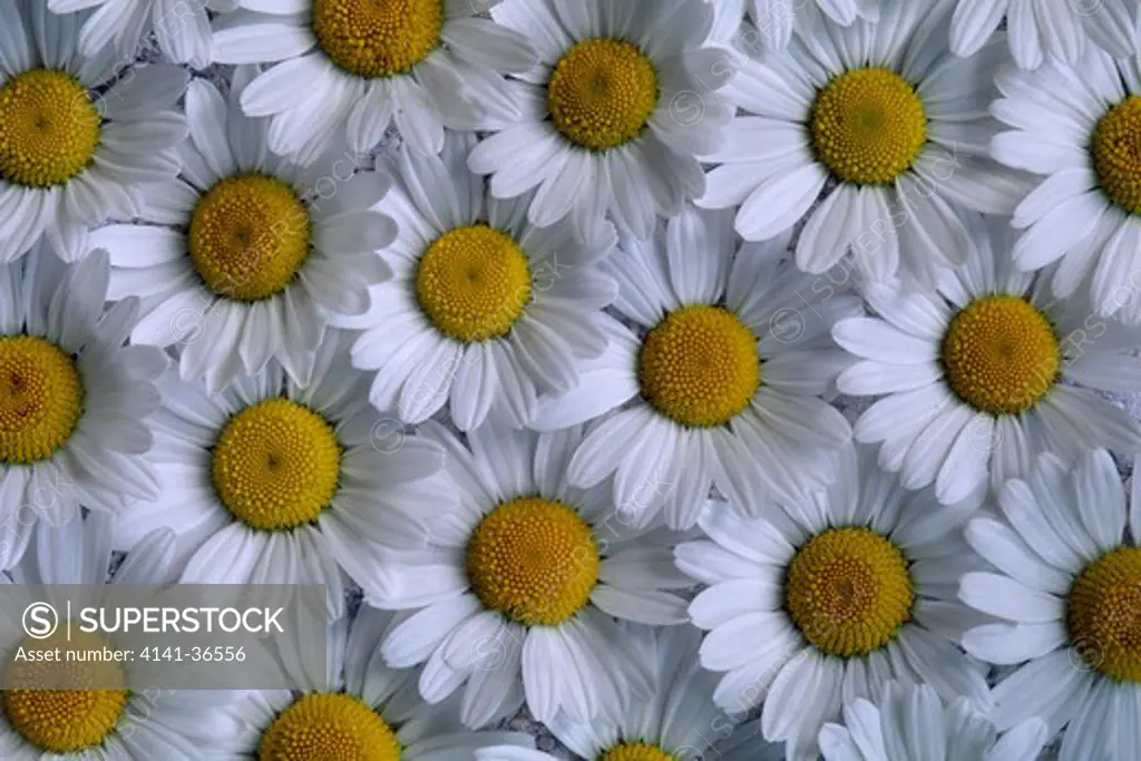 ox-eye daisy flowers leucanthemum vulgare