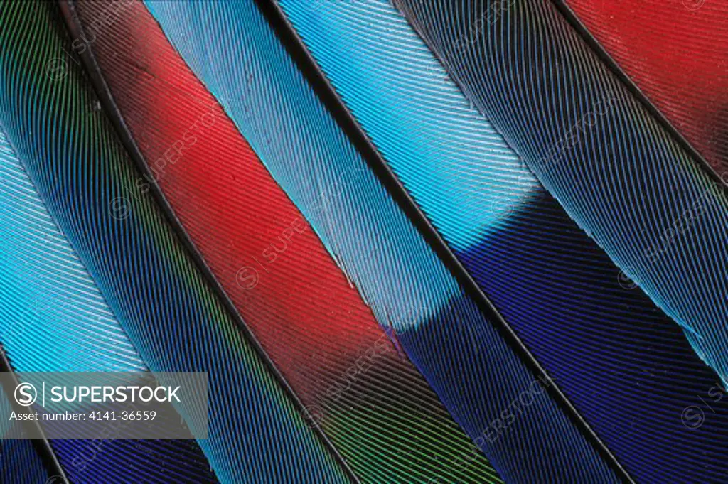 parrot feathers close-up 