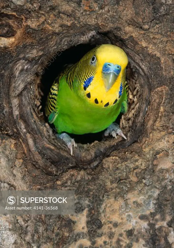 budgerigar in hole in tree melopsittacus undulatus (captive bird) 