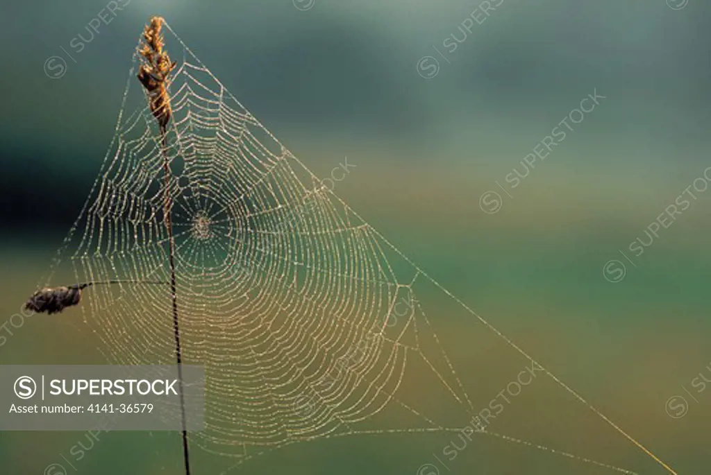 spiderweb on grass stem carinthia, austria.