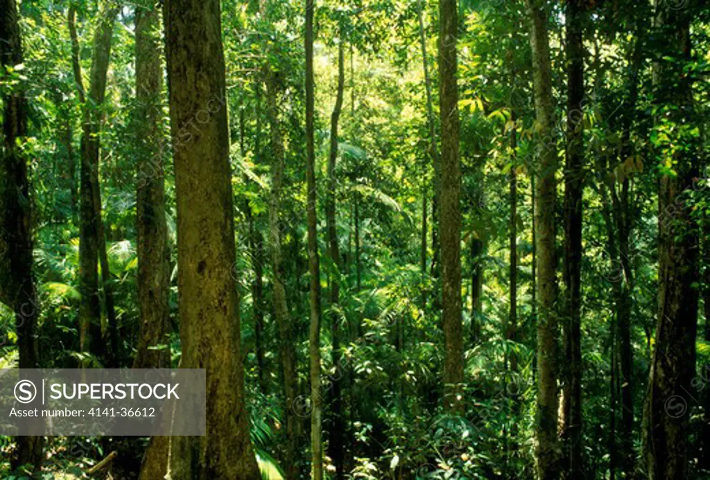 tropical rainforest eungella national park, queensland, north eastern australia 