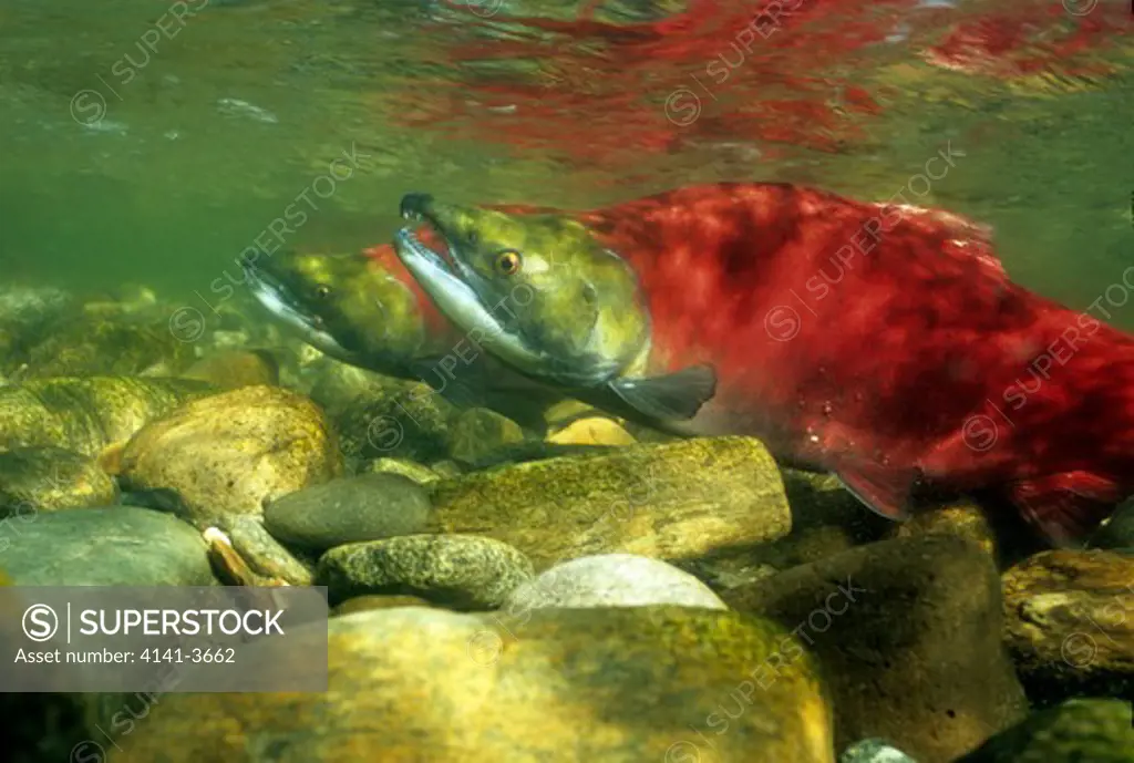 sockeye salmon (oncorhynchus nerka) male migrating upstream, adams river bc canada.
