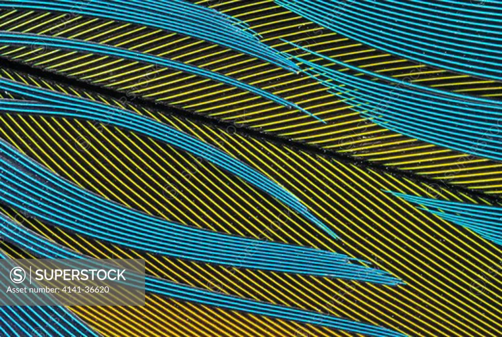parrot feathers yellow and blue, close detail 