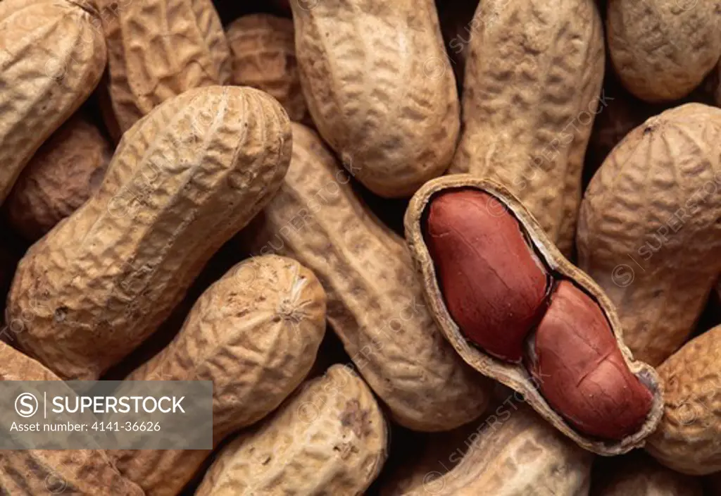peanuts with one opened arachis hypogaea