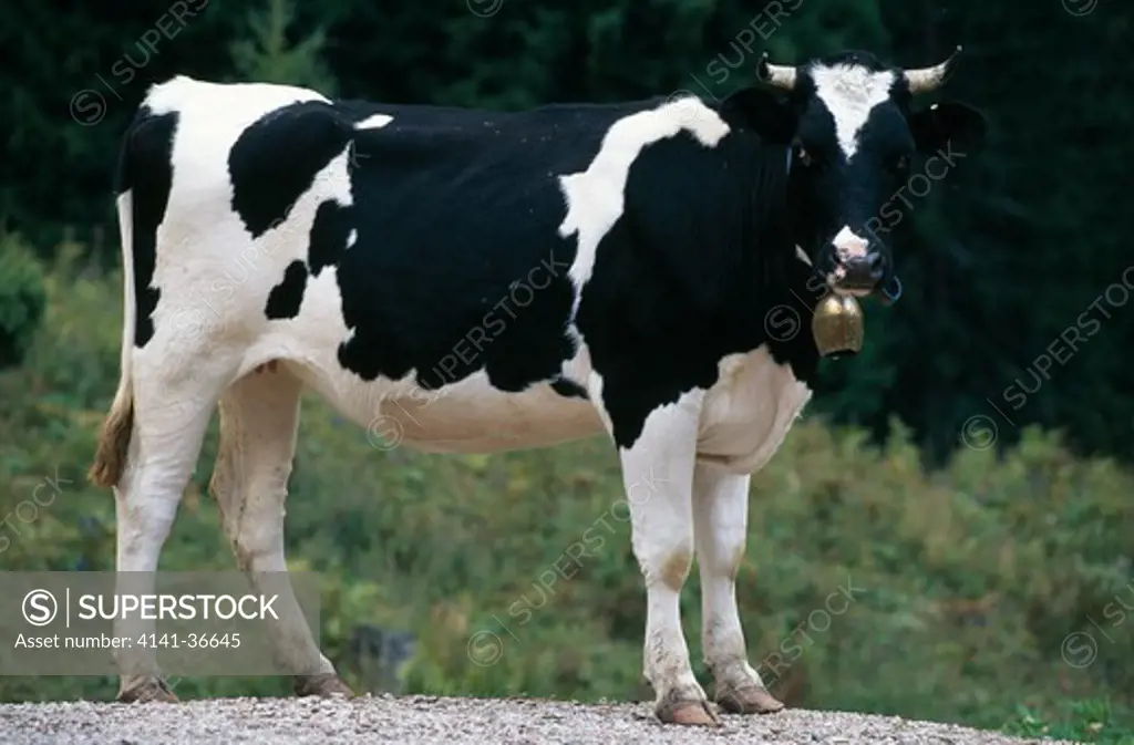 friesian cow slovenia