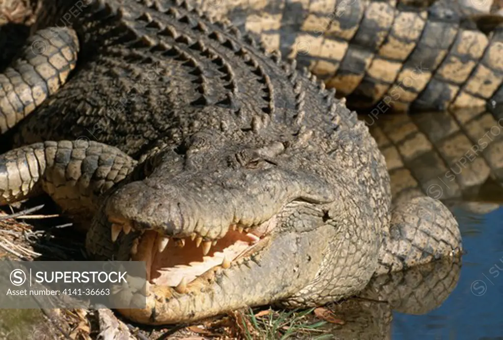 estuarine or salwater crocodile crocodylus porosus basking at water's edge western australia 