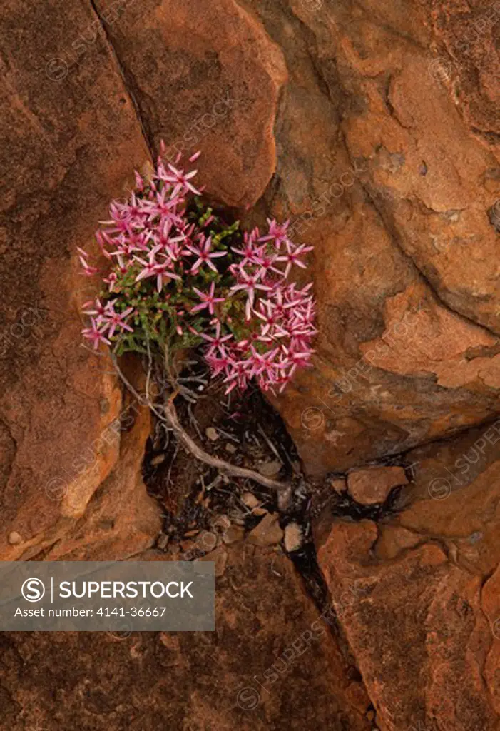 kimberley heather calytrix exstipulata growing in rock face kimberleys, western australia 