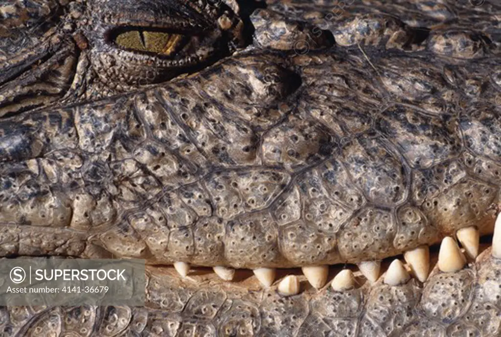 estuarine or saltwater crocodile crocodylus porosus western australia. 