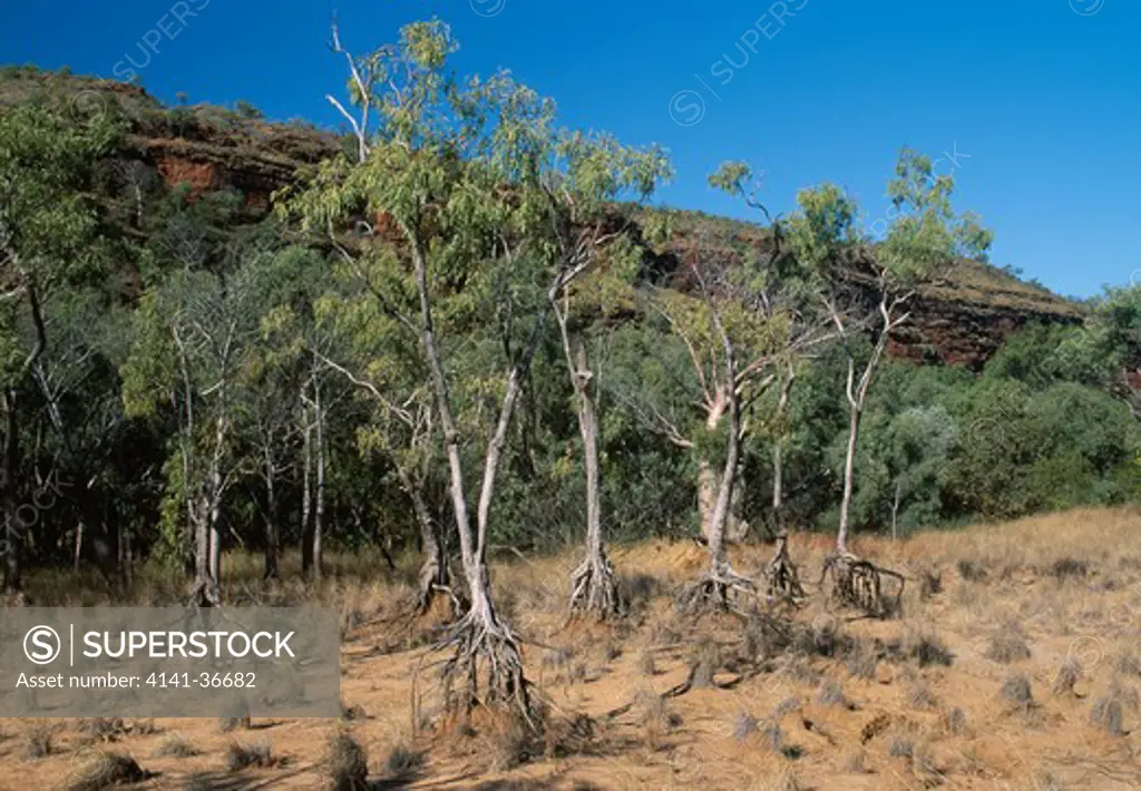 freshwater mangrove barringtonia acutangula keep river national park, northern territory, australia