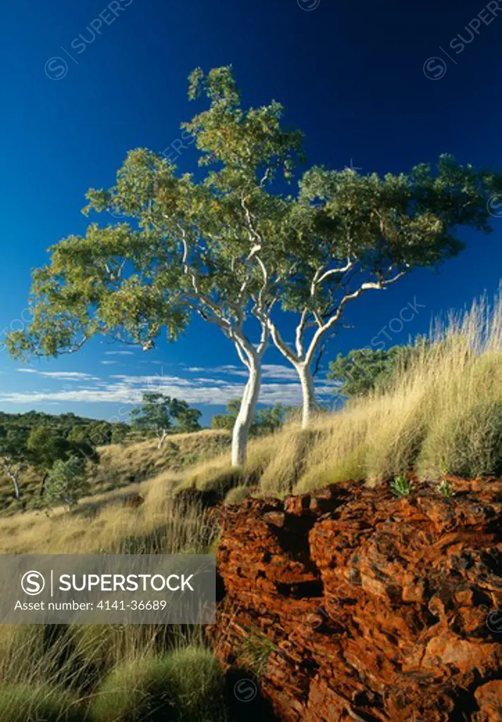 snappy gum trees eucalyptus leucophloia karijini national park, western australia