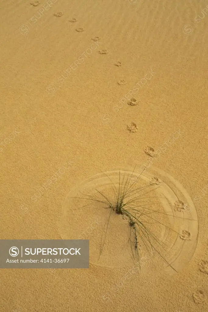 dingo tracks & grass scratch- marks in desert sand. nambung nat'l park, western australia. 