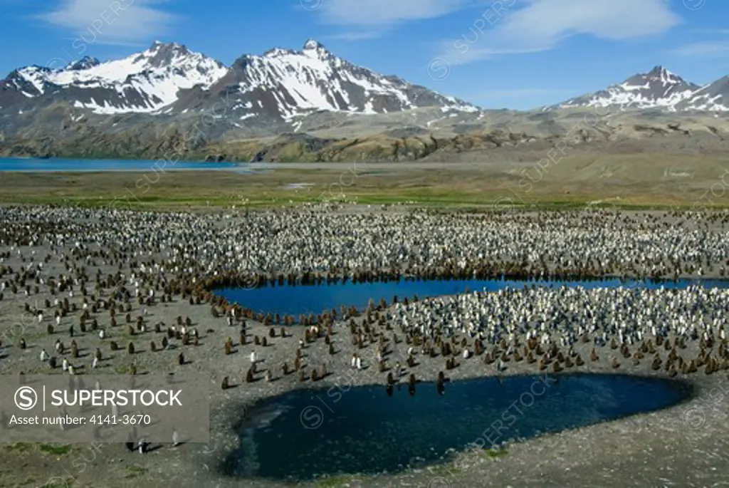 king penguin colony, aptenodytes patagonicus, south georgia island, sub-antarctic