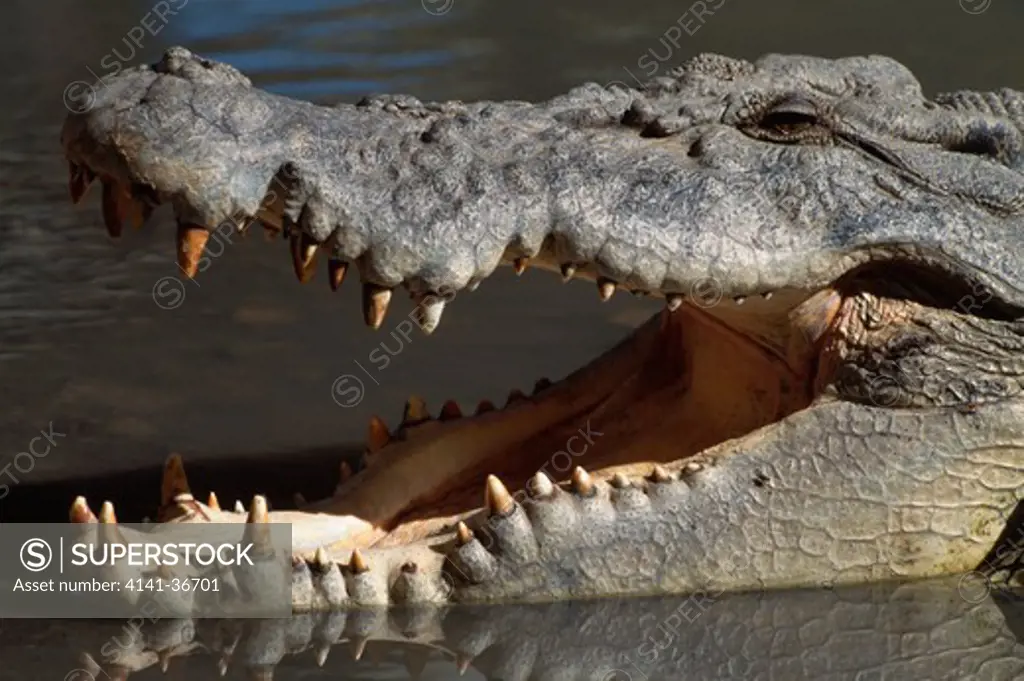 estuarine or saltwater crocodile crocodylus porosus gaping, head detail western australia 
