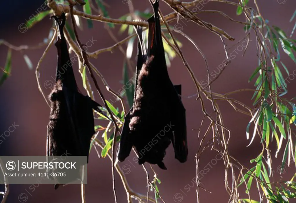 black flying fox pteropus alecto two roosting 