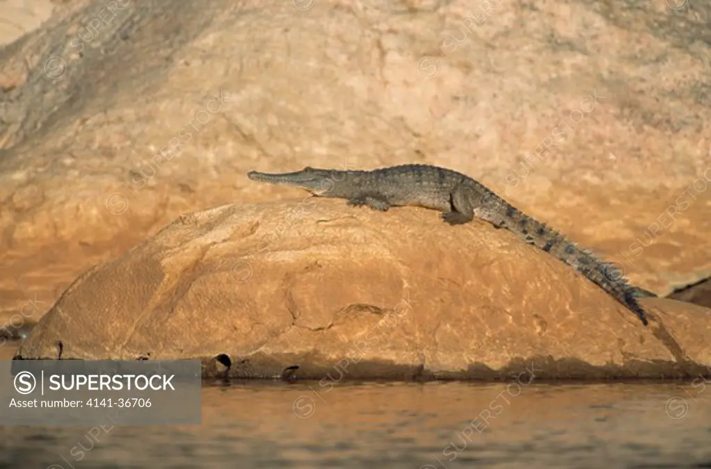 freshwater crocodile crocodylus johnstoni western australia