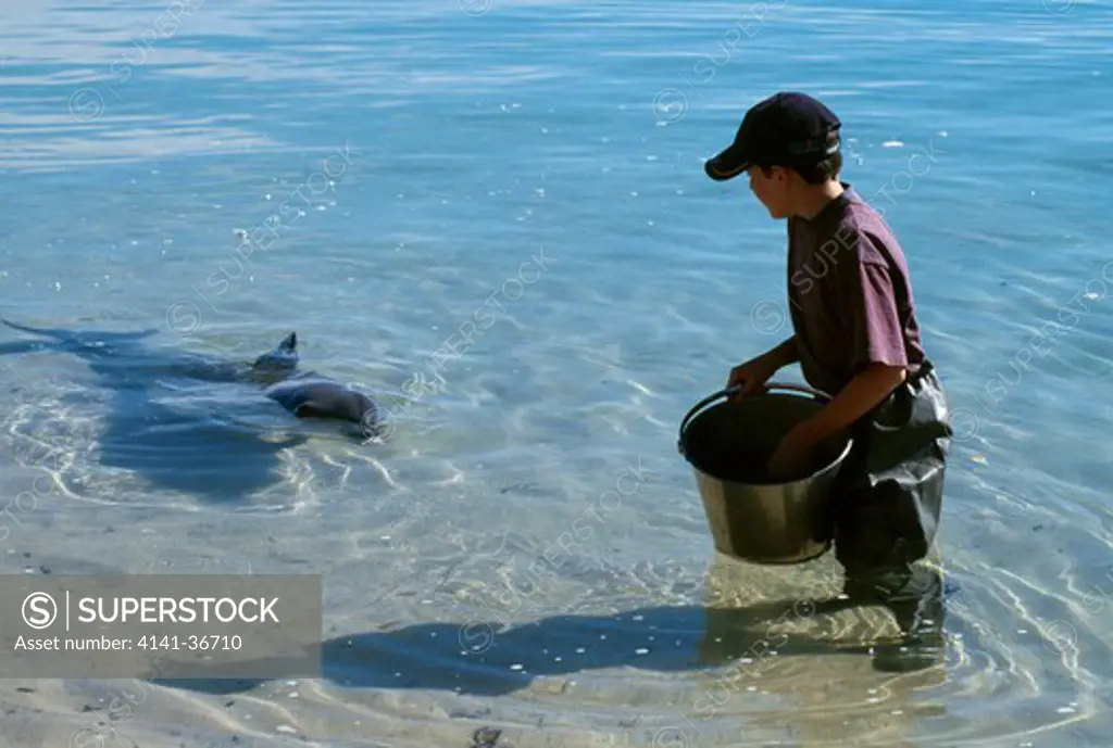 indian ocean bottlenose dolphin tursiops truncatus aduncus being fed by boy. monkey mia, shark bay marine park, australia. 