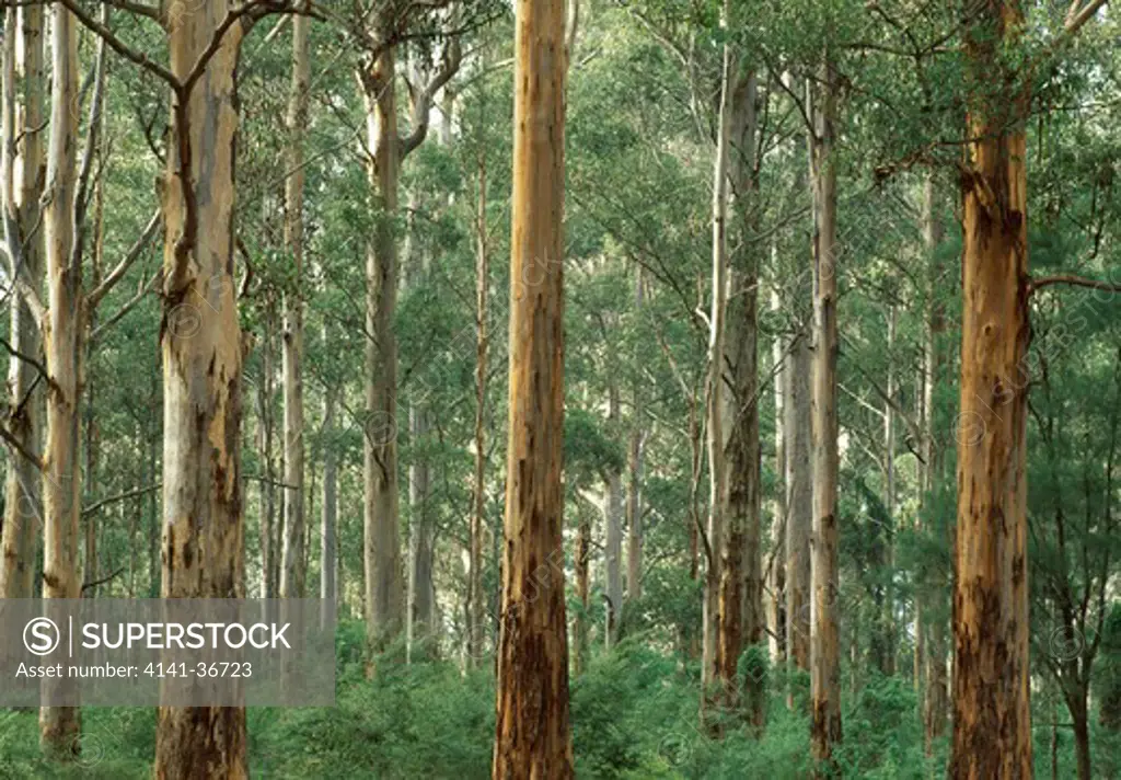 eucalyptus tree trunks in forest, showing diversity of colour karri forest, gloucester national park, western australia