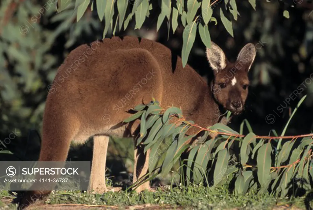 western grey kangaroo macropus fuliginosus at edge of eucalyptus cover, yanchep national park, western australia 