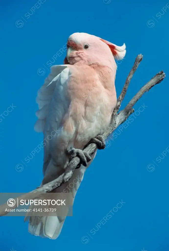 pink or major mitchell's cockatoo cacatua leadbeateri nullarbor plain, western australia.