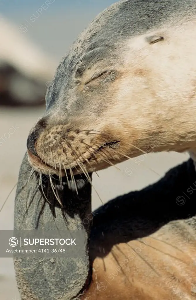 australian sea lion neophoca cinerea scratching its face seal bay, kangaroo island, south australia